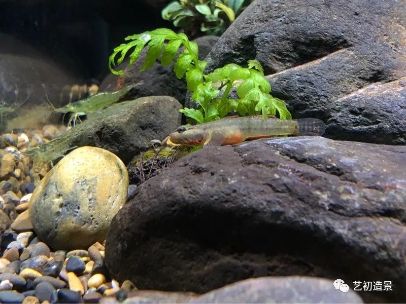 虾虎缸造景要什么过滤器,虾虎缸用什么石头造景好