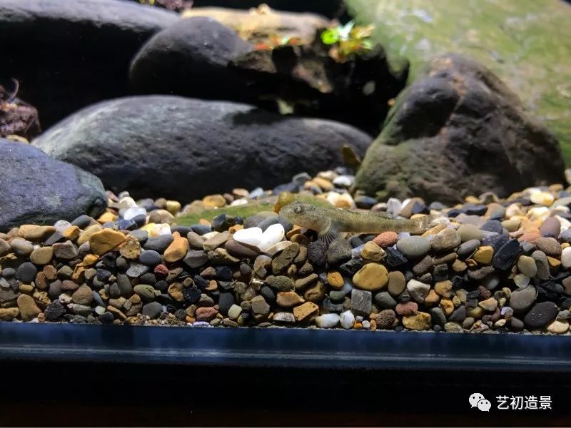 虾虎缸造景要什么过滤器,虾虎缸用什么石头造景好