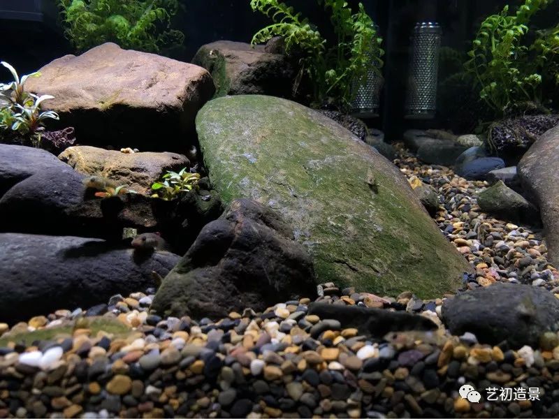 虾虎缸造景要什么过滤器,虾虎缸用什么石头造景好