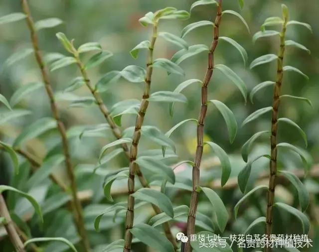 中药材的利润一般是多少,中药的利润怎么这么大