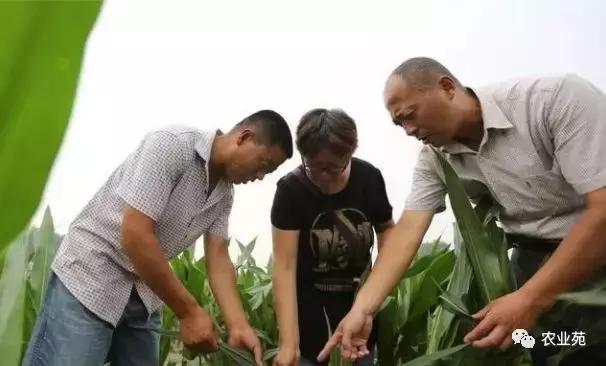 玉米打叉是怎么回事,玉米长杈子要不要给掰掉