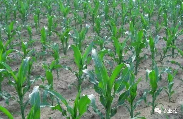 玉米打叉是怎么回事,玉米长杈子要不要给掰掉