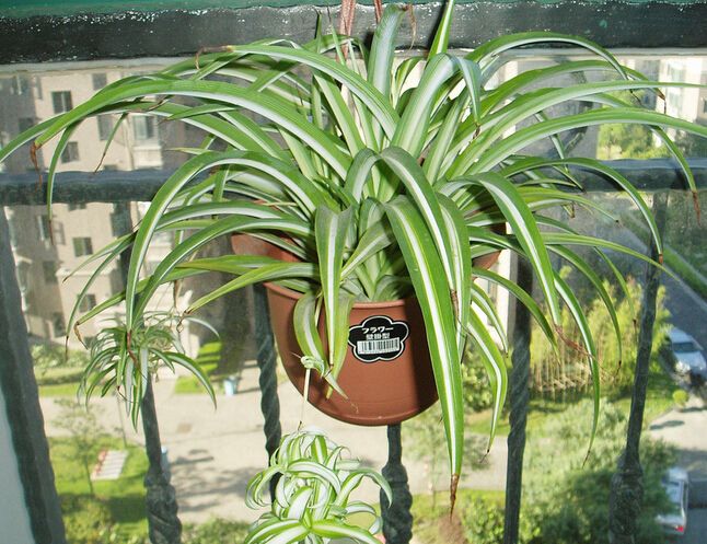 除甲醛盆栽推荐一下,甲醛盆栽哪个效果最好还好养活