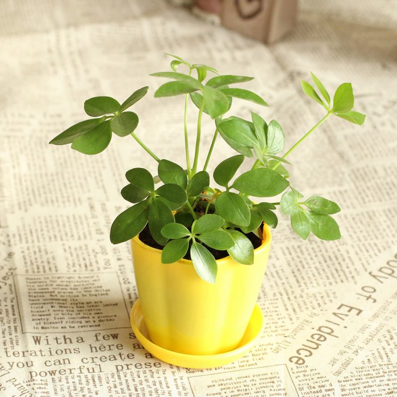 除甲醛盆栽推荐一下,甲醛盆栽哪个效果最好还好养活