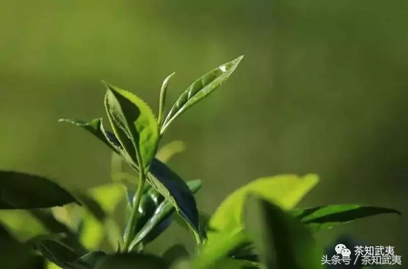 喝茶说球｜梅西C罗更像一杯陈茶，越品越有味