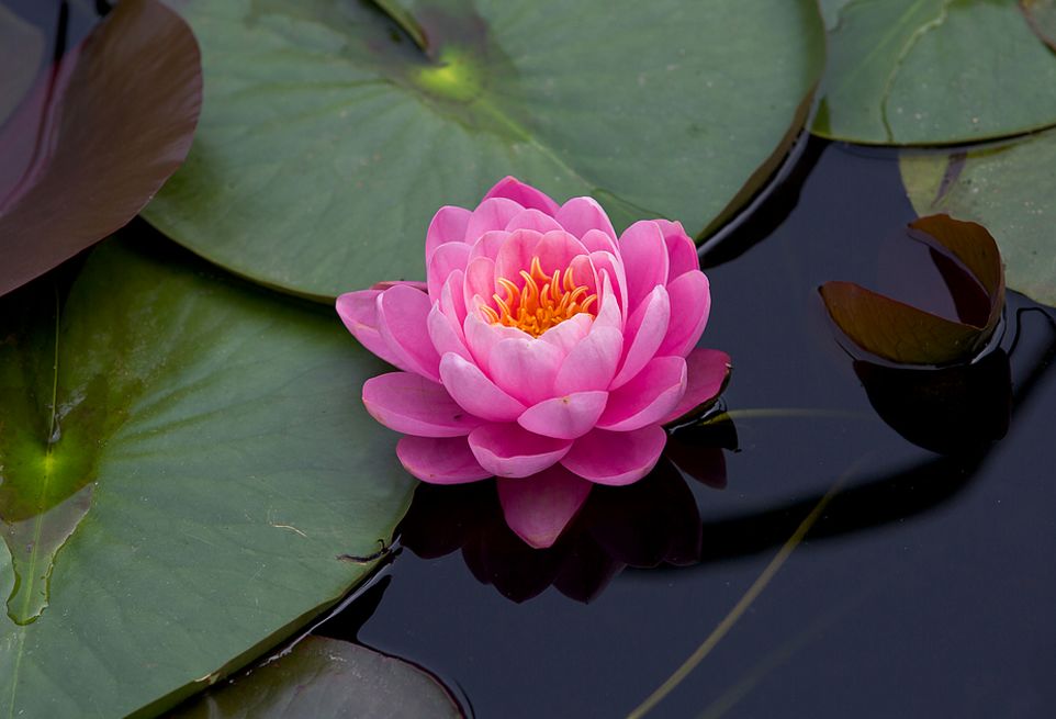 「诗词原创」褚乃艳｜莫道君心无所住红尘洗却看沉浮