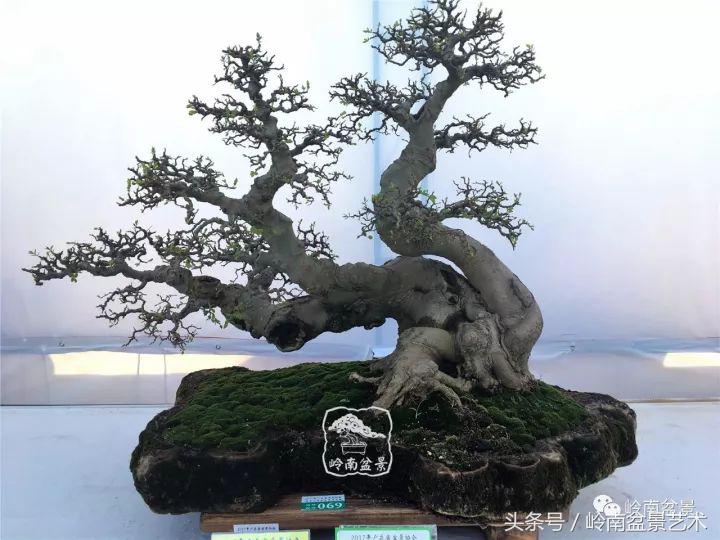 地瓜榕盆景的修剪技巧,金豆盆景修剪视频大全