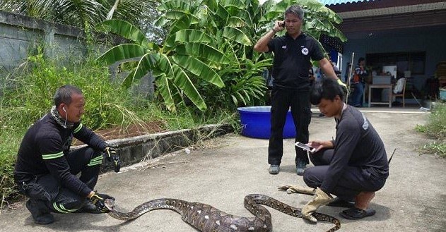 巨蟒进食巨猫,巨型蟒蛇与猫