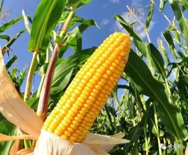 玉米长叉需要掰掉吗,玉米长叉子什么时间掰掉最好