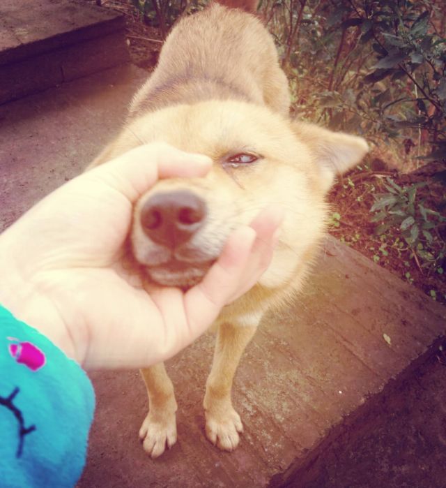 新手养狗要知道的狗狗求救信号,狗狗刚到新家一直叫怎么办