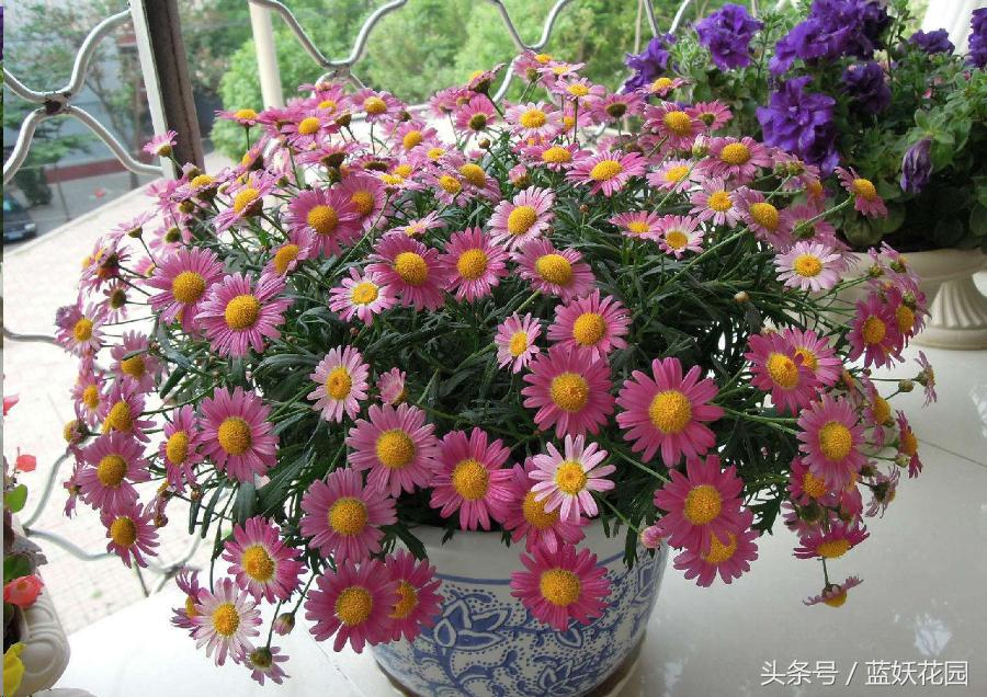 三角梅换盆花蔫了怎么办,养花换下的土怎么处理再用