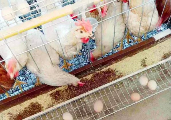 蛋鸡吐水啥原因呢？该如何有效防治？