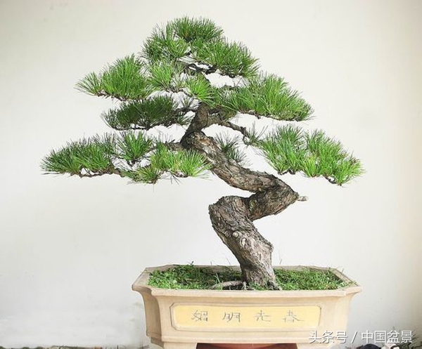 王恒亮获奖作品《虬龙出世》赏析