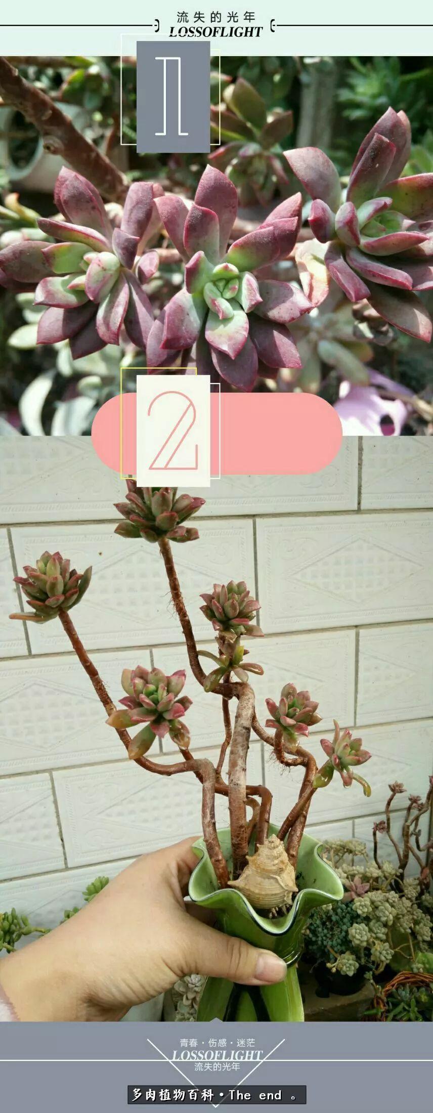 宝宝养多肉,养多肉宝妈