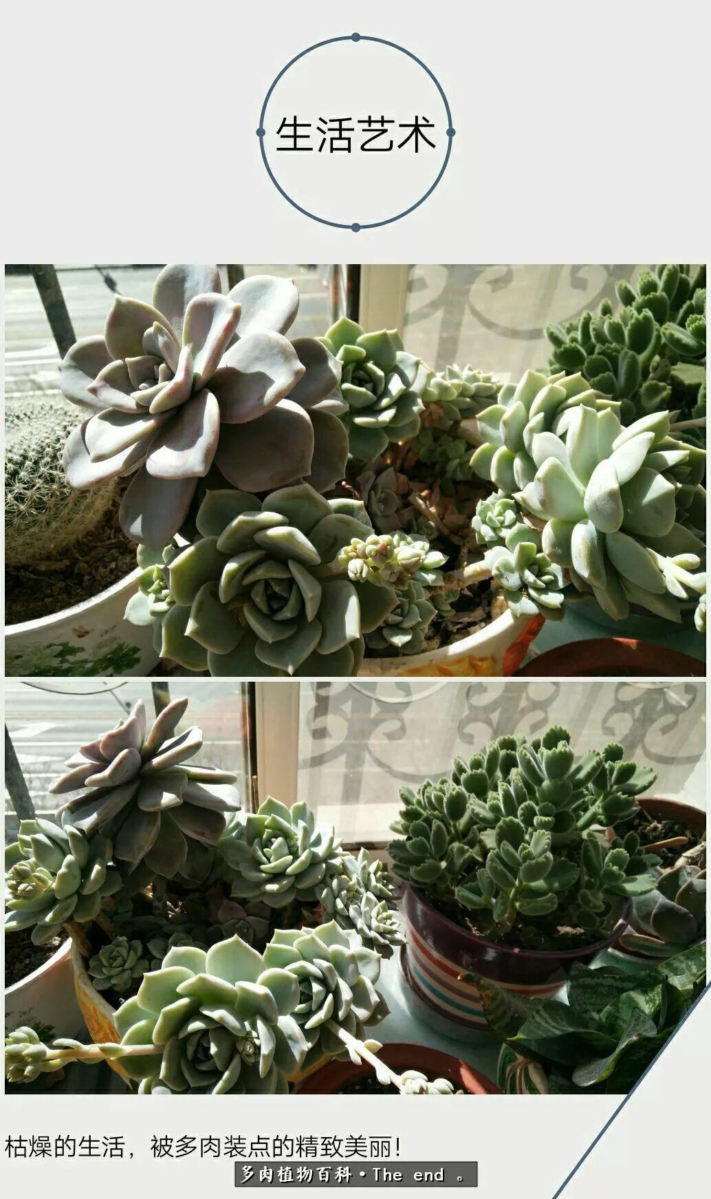 宝宝养多肉,养多肉宝妈