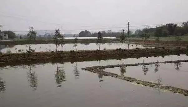 养殖池塘有毒怎么测试,鱼塘养鱼最怕什么毒