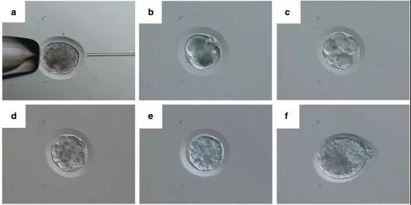 灭绝物种复活?首个试管犀牛胚胎诞生!犀牛是如何人工授精的?