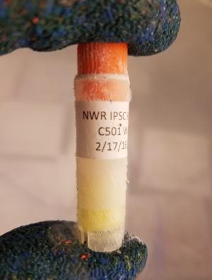 灭绝物种复活?首个试管犀牛胚胎诞生!犀牛是如何人工授精的?