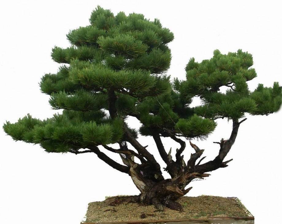 黑松盆景造型修剪最佳时间,黑松盆景造型视频大全