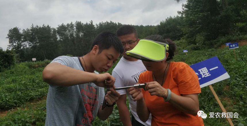 生态茶园的规划,生态茶园建设的好处