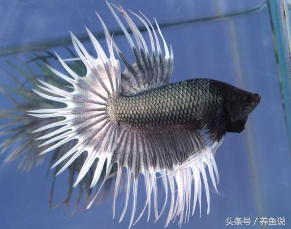 斗鱼怎么养都养不死的泰国斗鱼,泰国斗鱼为啥那么多种颜色