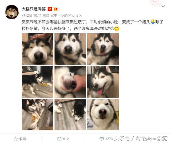 哈士奇出门玩耍过敏，俊俏的小脸肿成猪头！主人发帖说它是个衰鬼