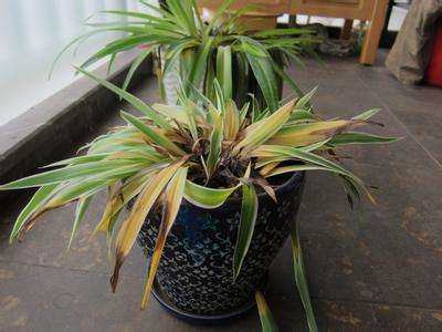 绿萝吊兰黄叶怎么处理,绿萝吊兰黄了