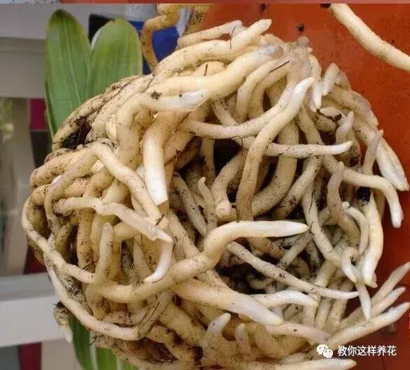 养了整整十年的君子兰终于开花了,养了一堆君子兰