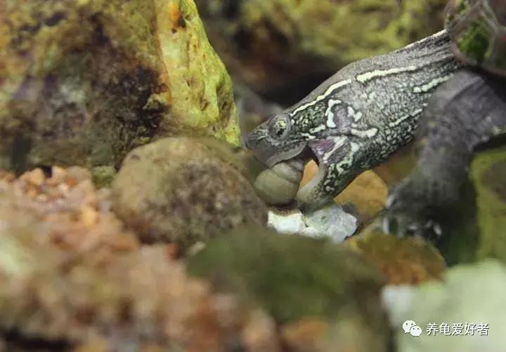 遇见胆小的龟怎么办,遇到胆小的仓鼠怎么办