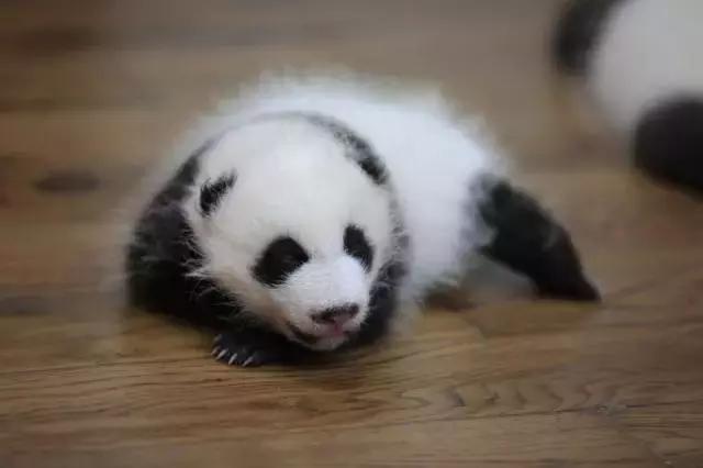 川航三优熊猫,四川航空认养大熊猫