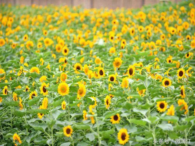 雨后，来蒲江石象湖觅一片“阳光”