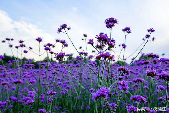 雨后，来蒲江石象湖觅一片“阳光”