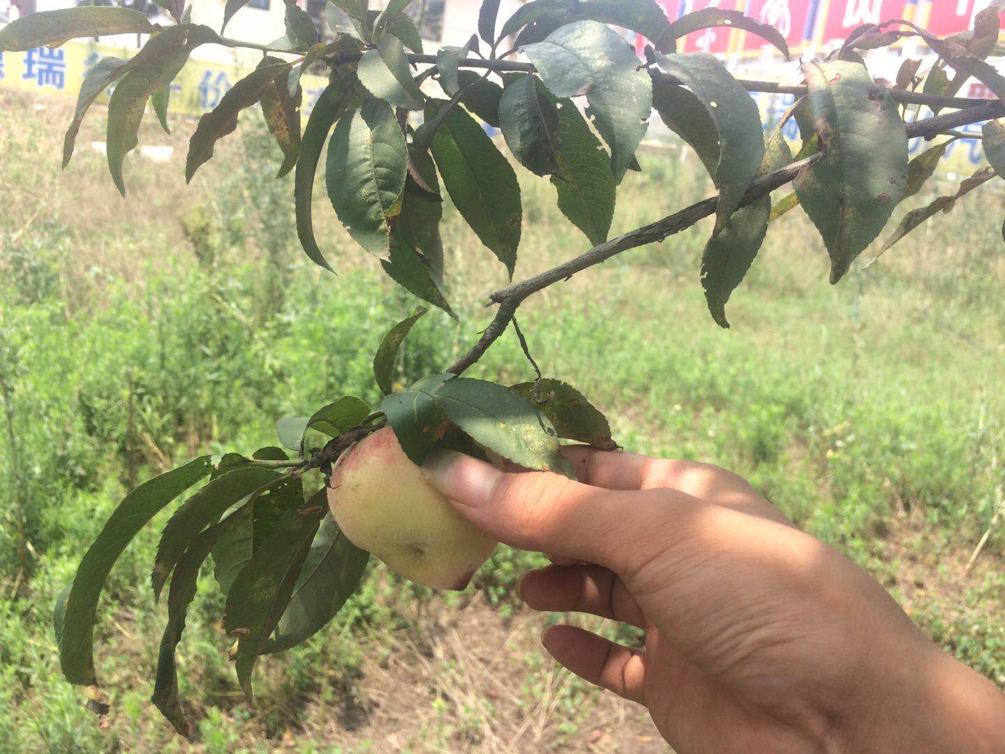 铃木汽车哪一年退出中国市场,铃木天语sx4保值率咋样