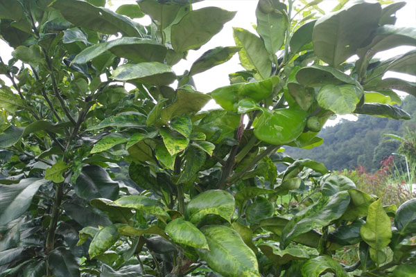 柚子树叶子黄了怎么治疗,柚子树叶子发黄用什么药