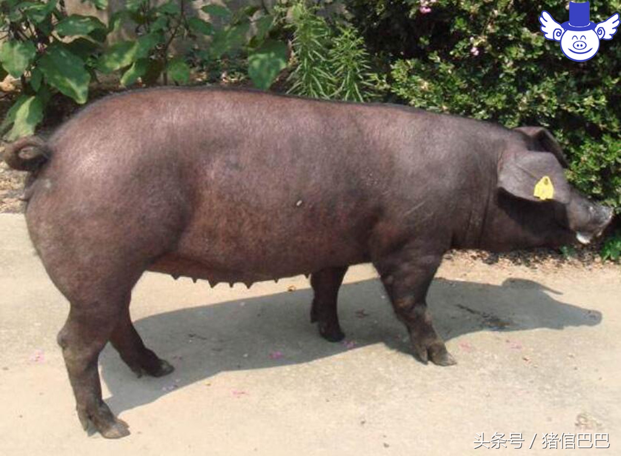 母猪什么时候配崽最多,母猪什么时候配崽最好