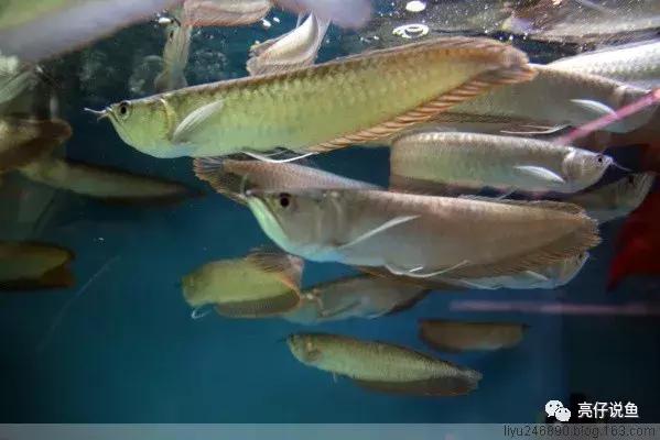 龙鱼品种价格排行,龙鱼图片品种介绍视频播放