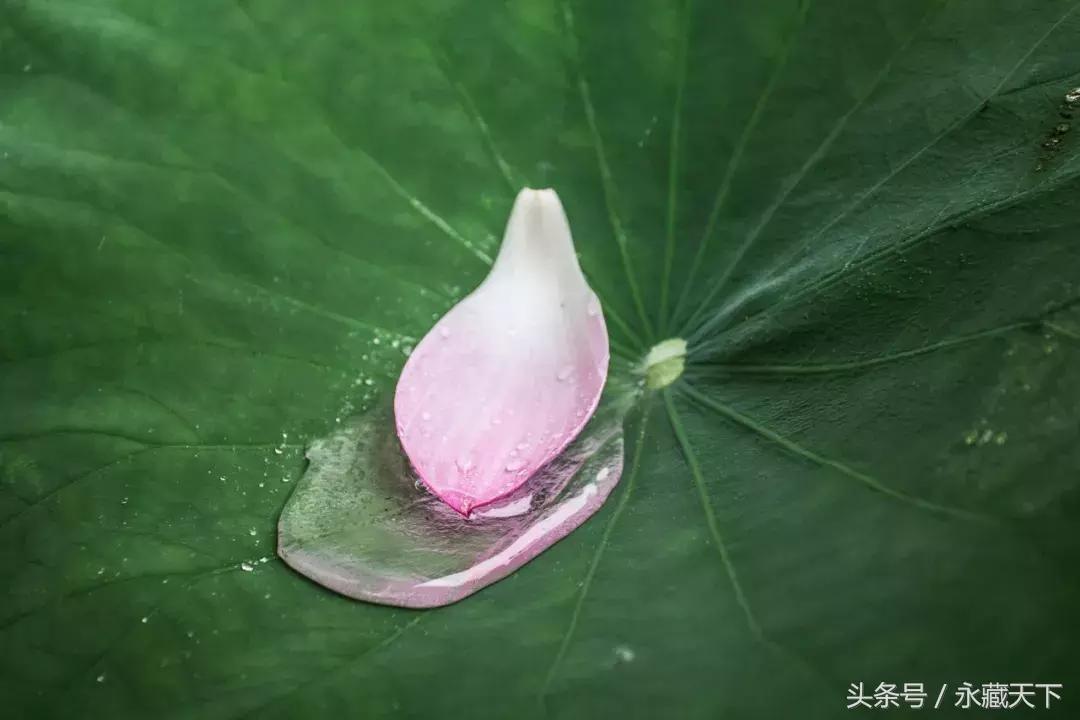 最短的诗八个字,一句诗有八个字的古诗