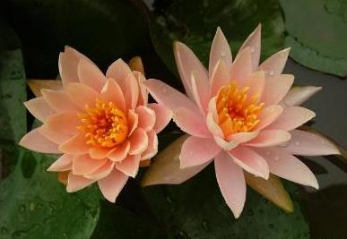 睡莲花一年四季都开花吗,哪个品种的睡莲花多好养又好看