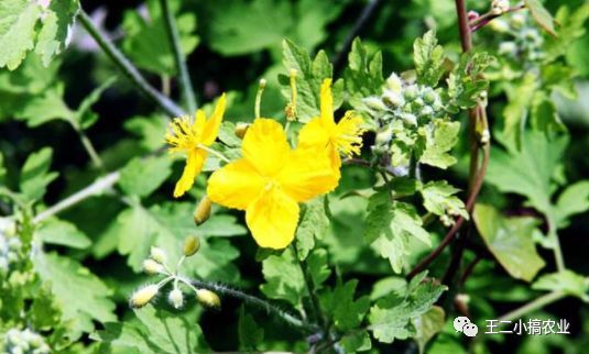 农民版我不是药神,我不是药神朱耕佑片段