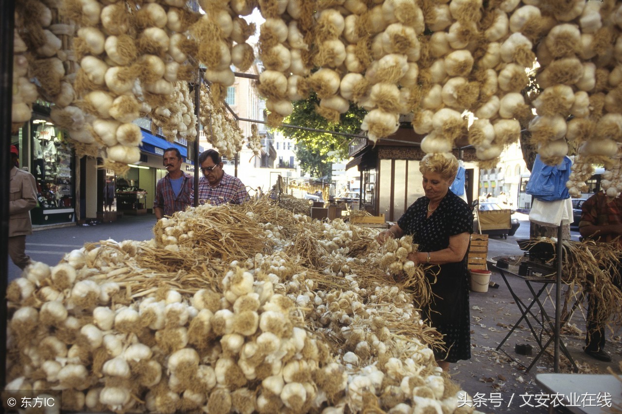 金乡大蒜7月3号价格,9月6日大蒜最新价格行情
