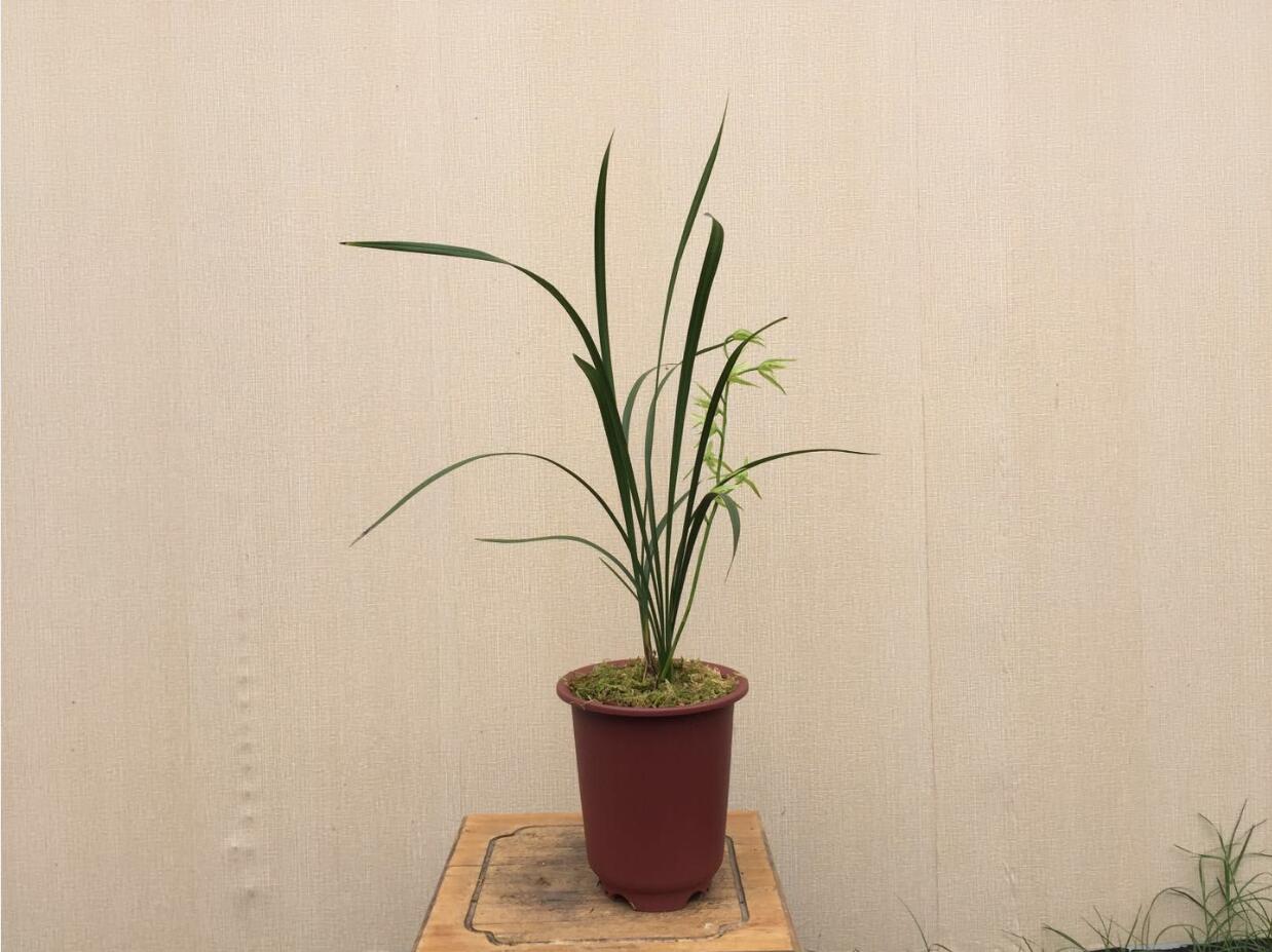 什么花高档大气好养,好养高大上漂亮有寓意的花