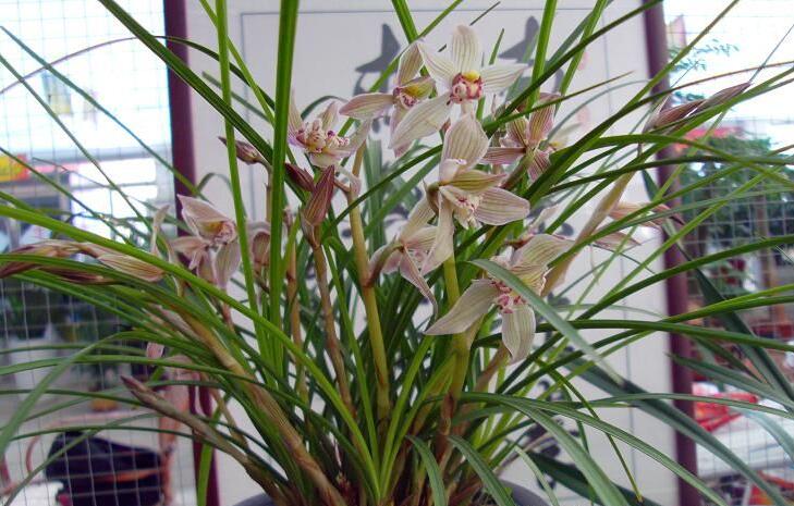 兰花品种大全及鉴别,绿宝石兰花属于什么品种的兰花