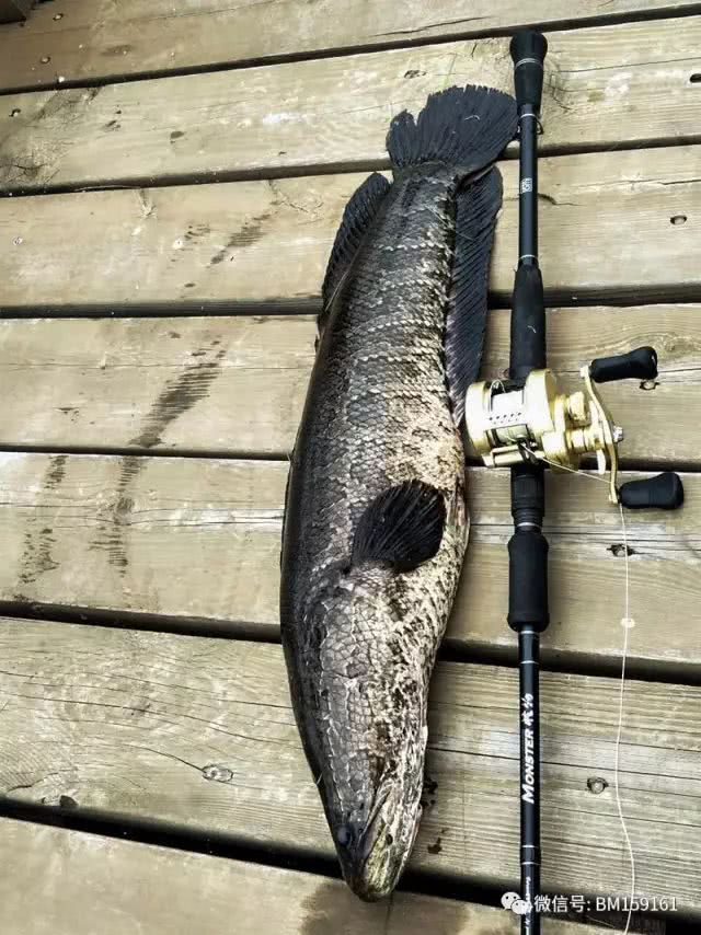 北大荒雷强打猎,北大荒雷强打黑