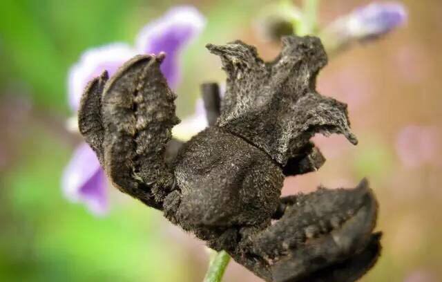 螃蟹的世界旅行,螃蟹的世界深度解析