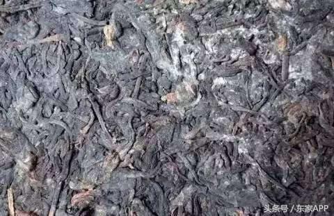 普洱茶霉变和白霜怎么测试,普洱茶上面有少量白霜怎么处理