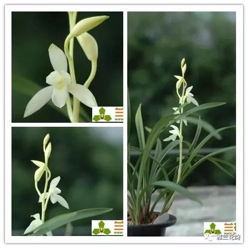 兰花鉴赏全部,兰花建兰八大名品介绍