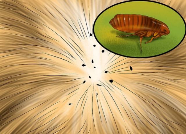 猫不吃体内驱虫药怎么办,猫驱虫多久一次体内体外