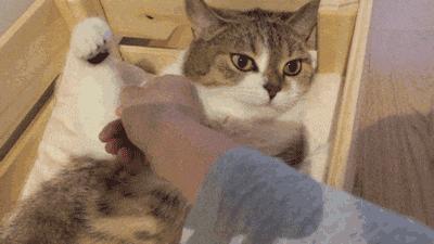 宠物对我很重要,宠物对你的爱是唯一的