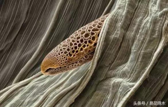 释迦花粉采集方法,花粉采集技巧视频