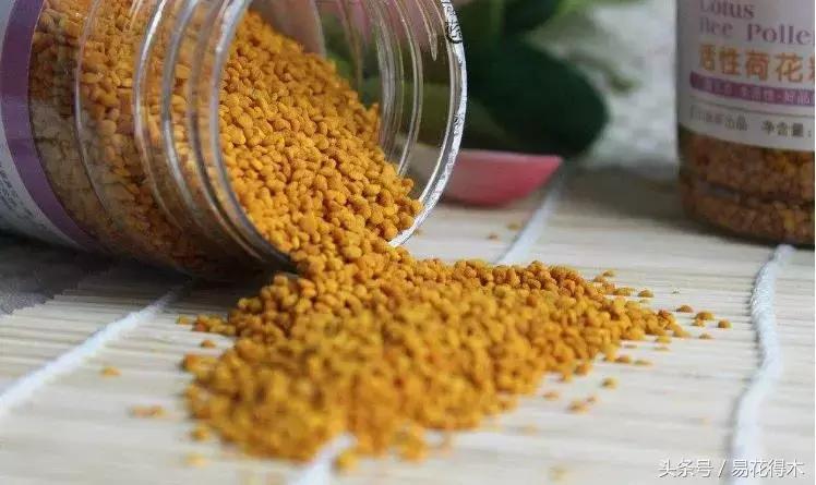 释迦花粉采集方法,花粉采集技巧视频